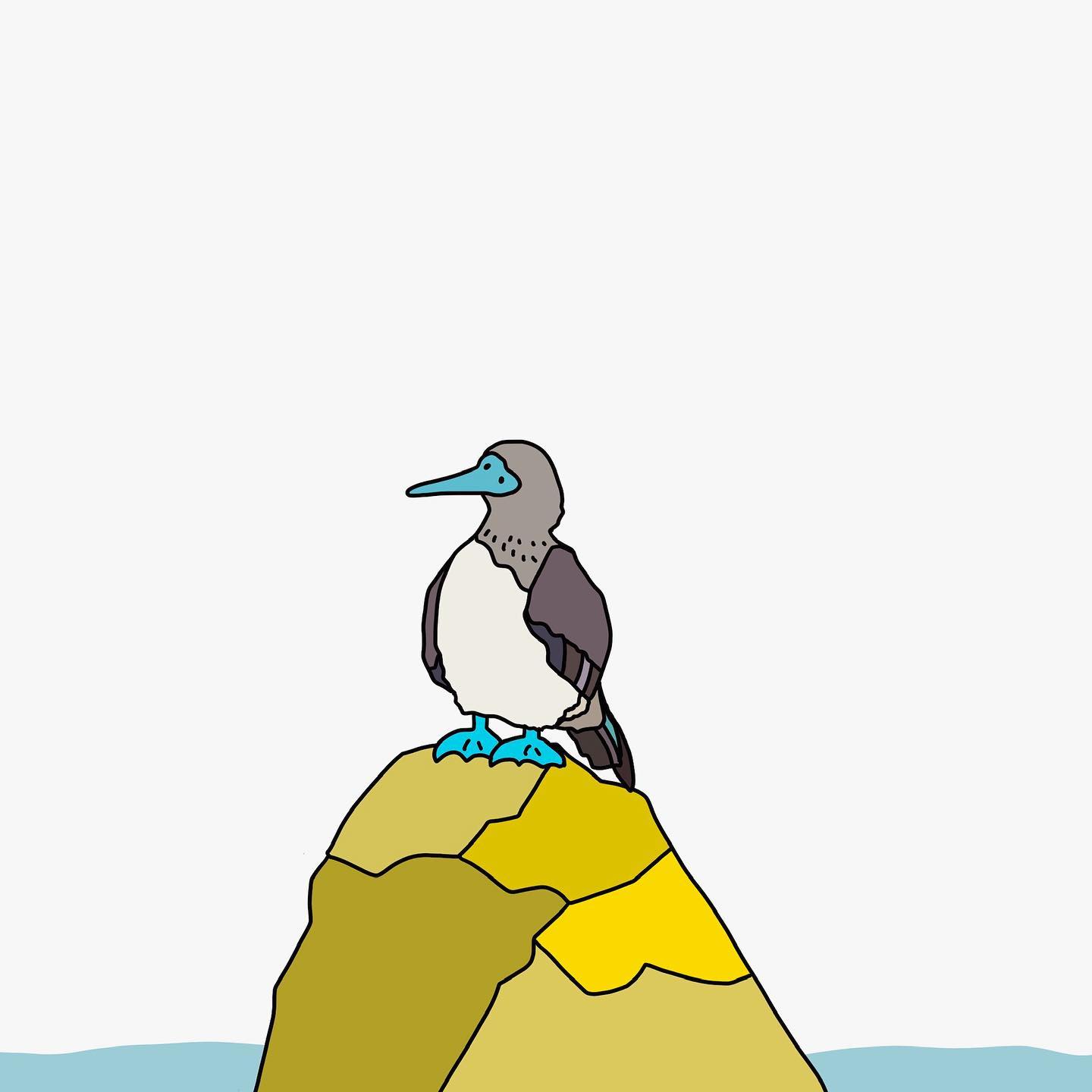 Blue footed booby