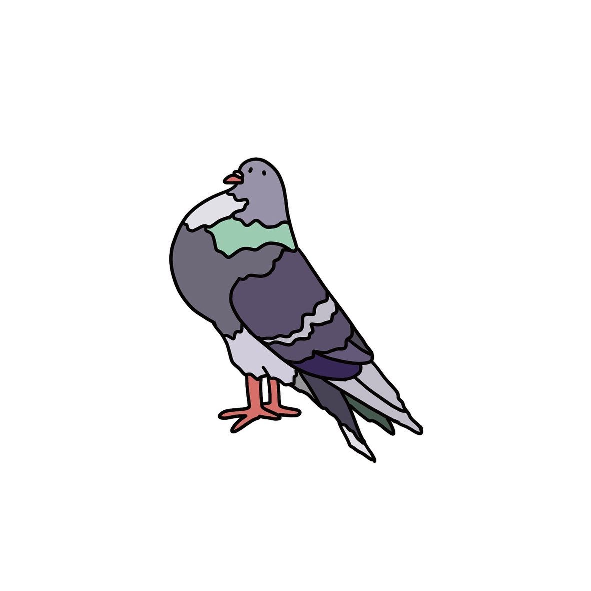 Pigeon